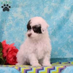 Chipmunk, Toy Poodle Puppy